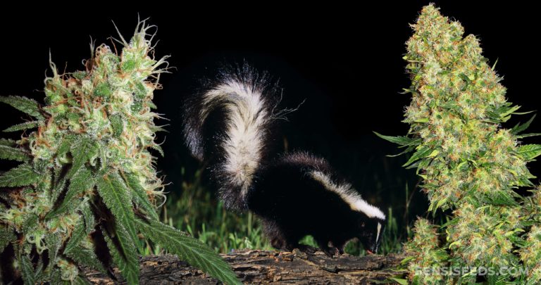 Was ist „Skunk Weed“? Eine SkunkAnleitung für Anfänger Sensi Seeds