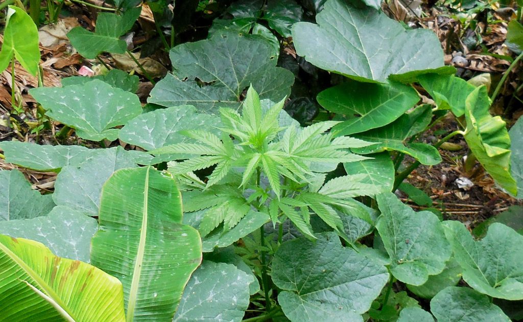 Una planta de cannabis que crece afuera entre otras plantas.