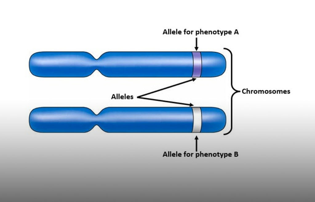 Blauwe DNA's bouwstenen tegen de witte achtergrond