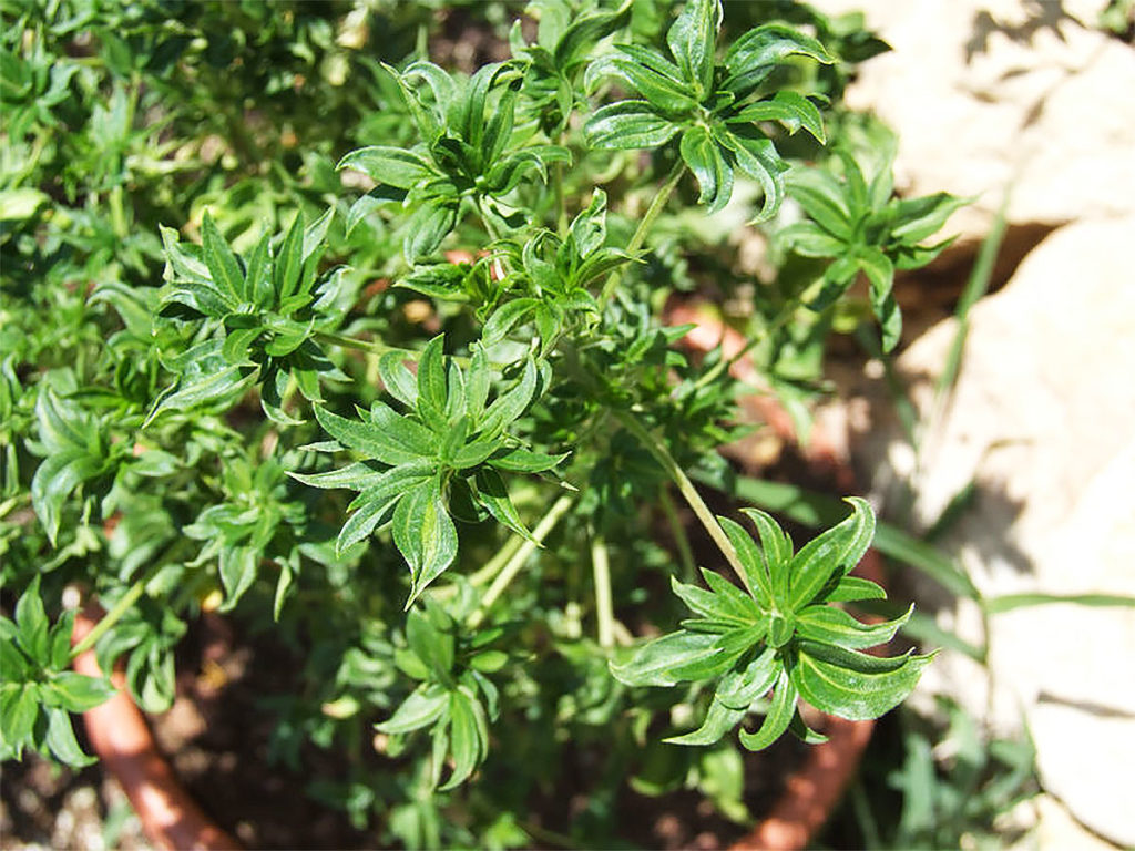 A bird’s eye view of a Australian bastard cannabis growing in a pot