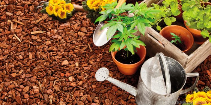 Varias plantas con plantas de cannabis para plantación de acompañantes