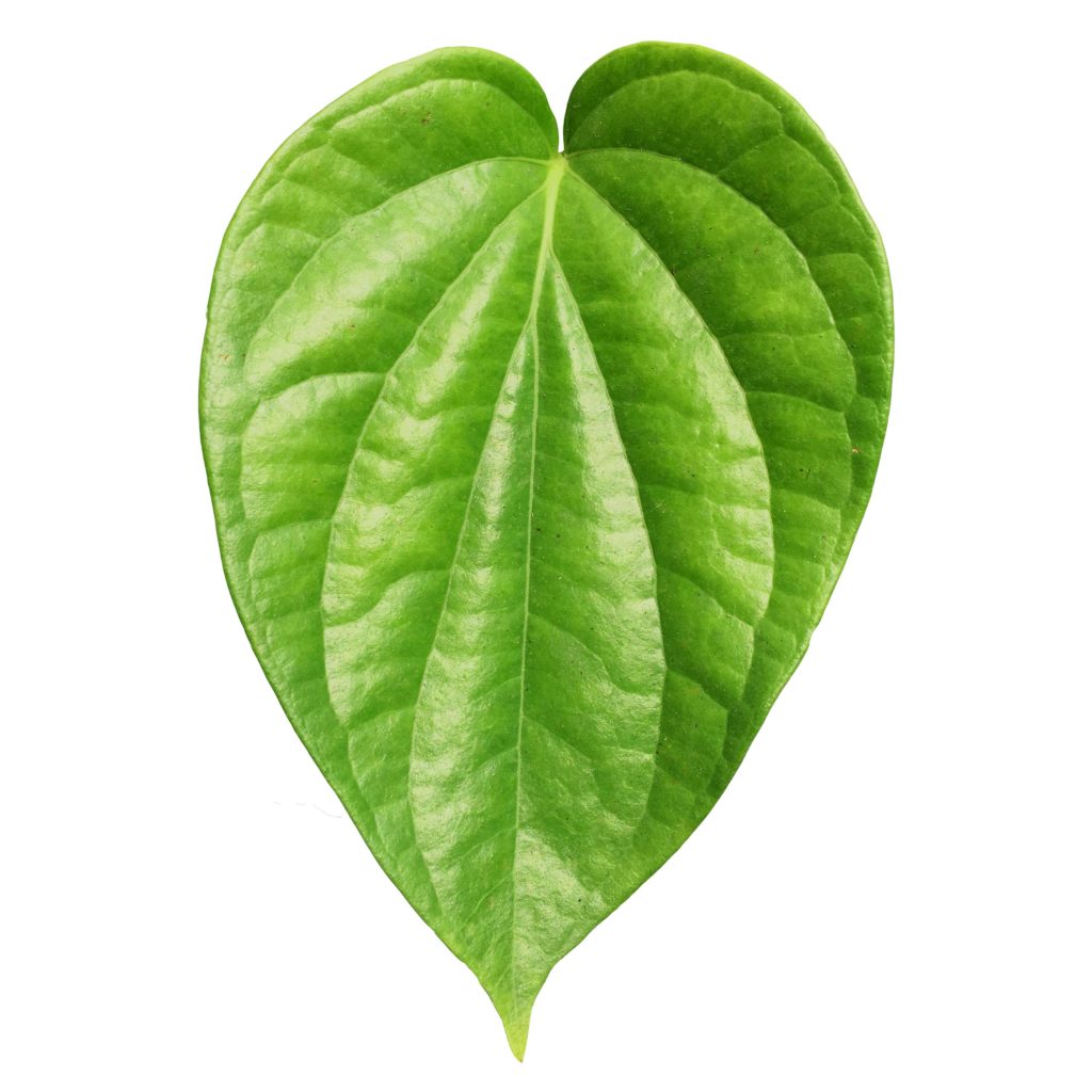 betel nut leaf