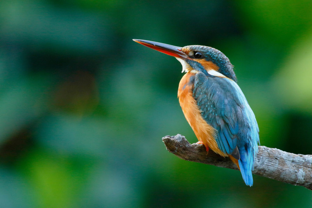 A small blue and orange bird with a long beak sat on a branch