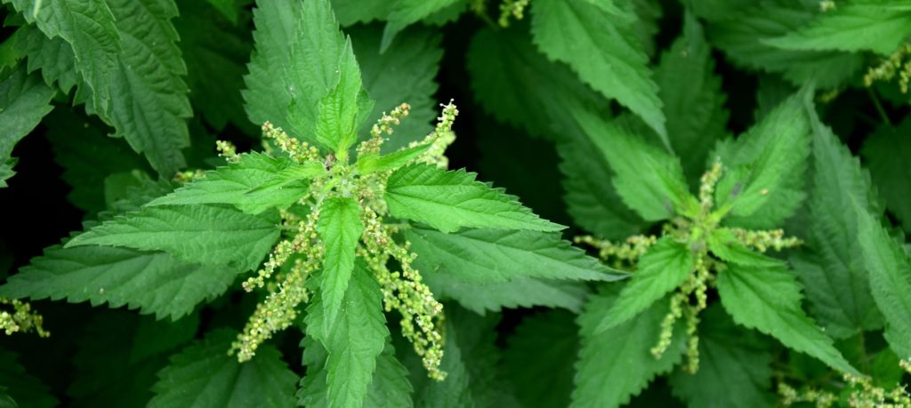 Stinging nettle plants