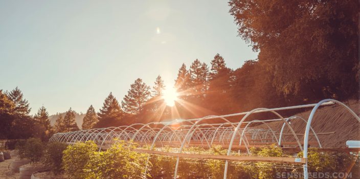 Plantas de cannabis que crecen afuera con la puesta de sol en el fondo