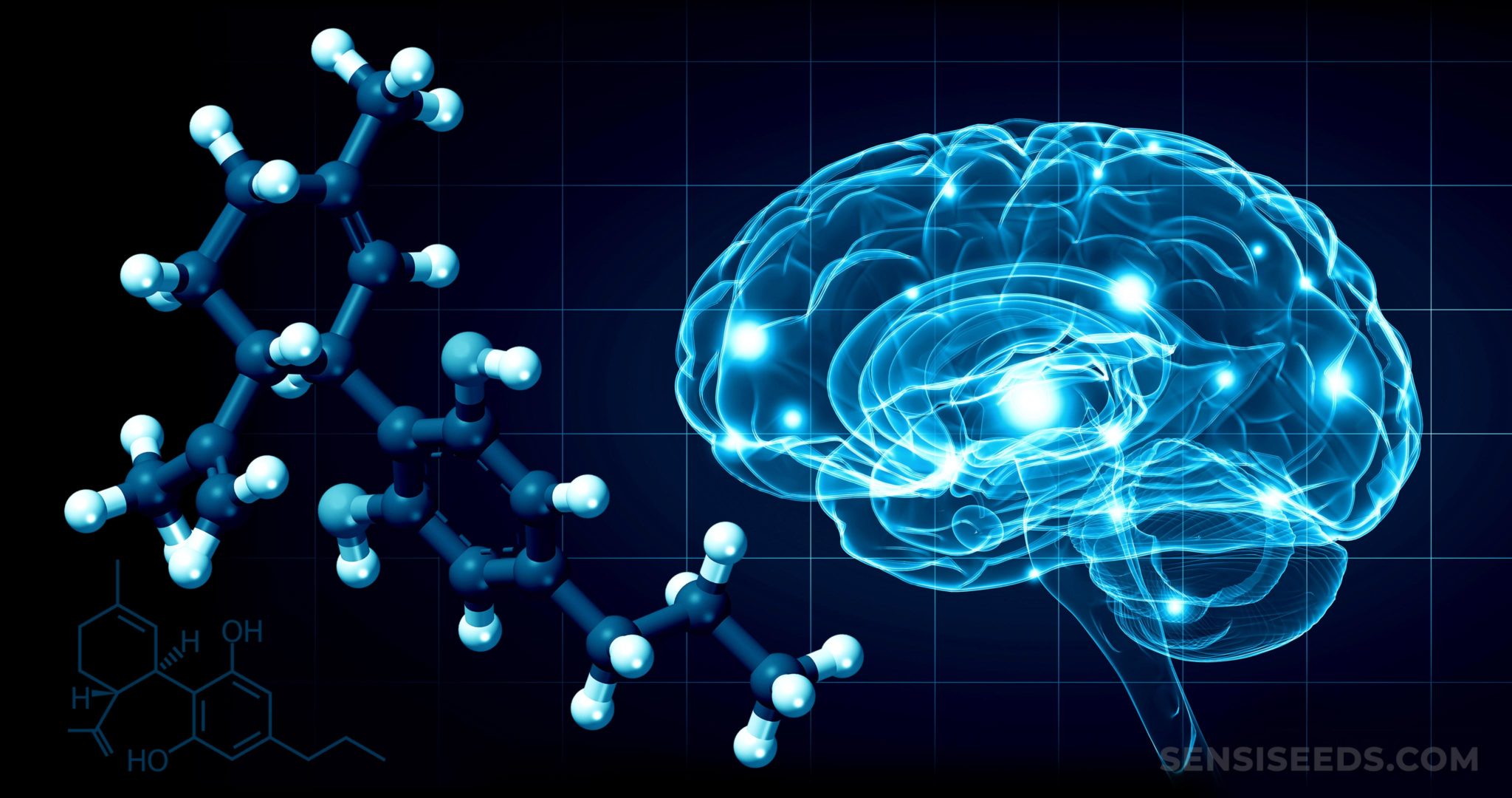 Cannabinoid Science 101: What Is Cannabidivarin (CBDV)? - Sensi Seeds