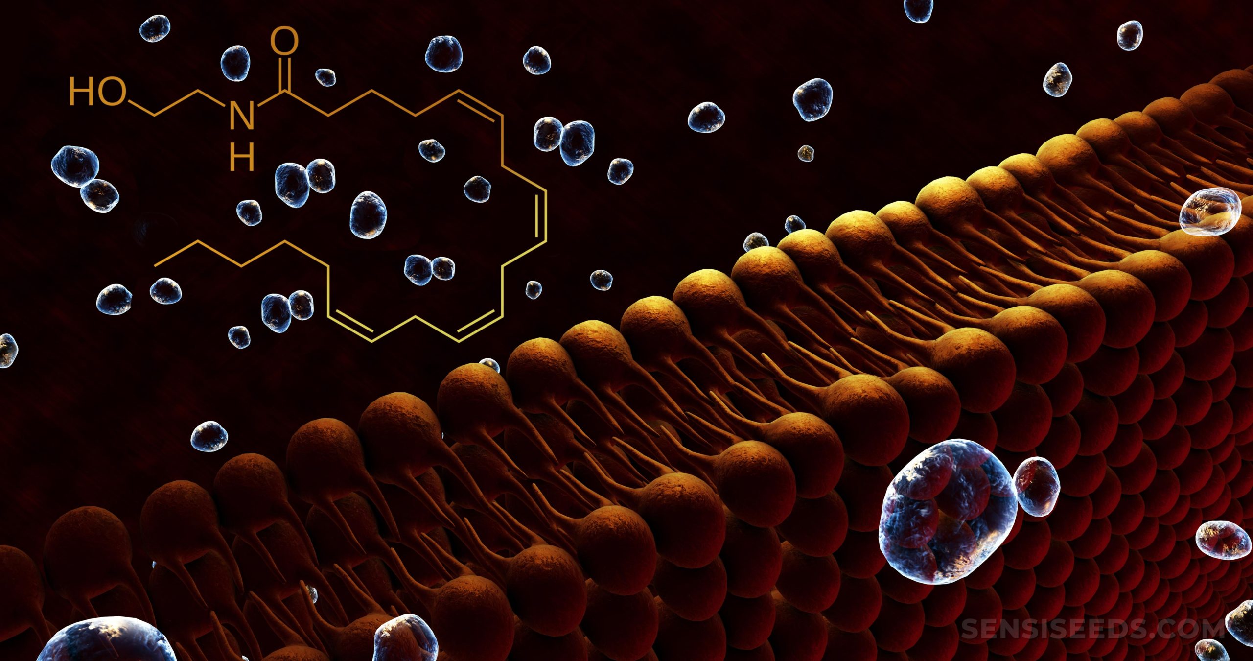 Anandamida (ANA) ou N-araquidonoyletanolamina (AEA) é um neurotransmis