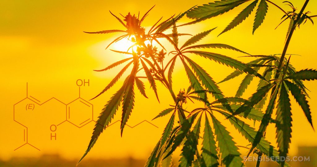 La structure chimique du cannabigerol et une plante de cannabis devant un coucher de soleil