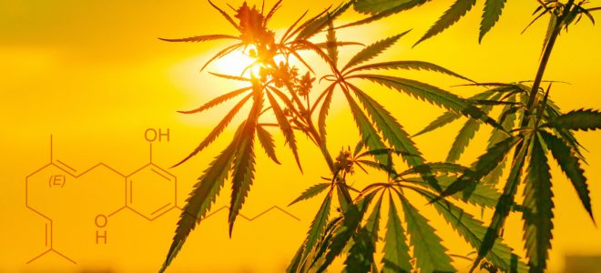 The chemical structure of cannabigerol and a cannabis plant in front of a sunset