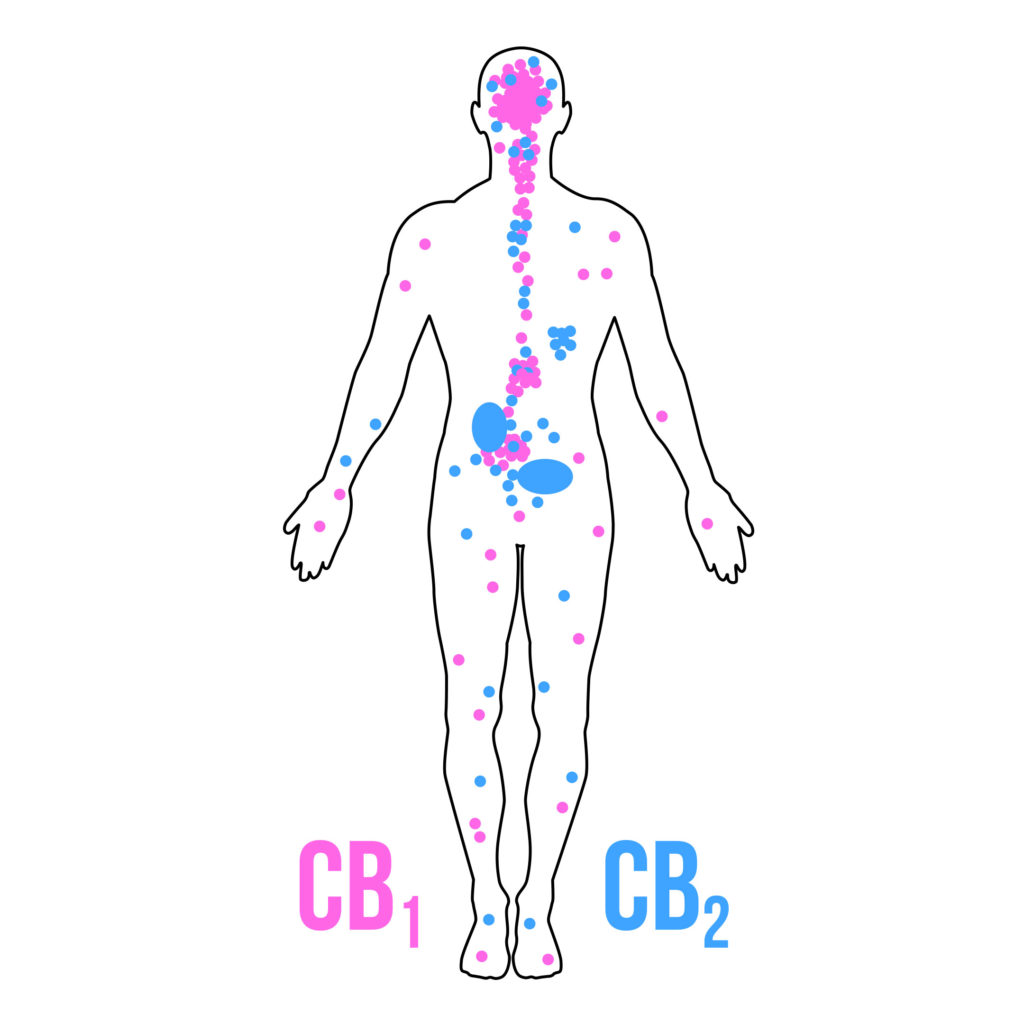 Ilustración del cuerpo humano y los receptores CB1 y CB2