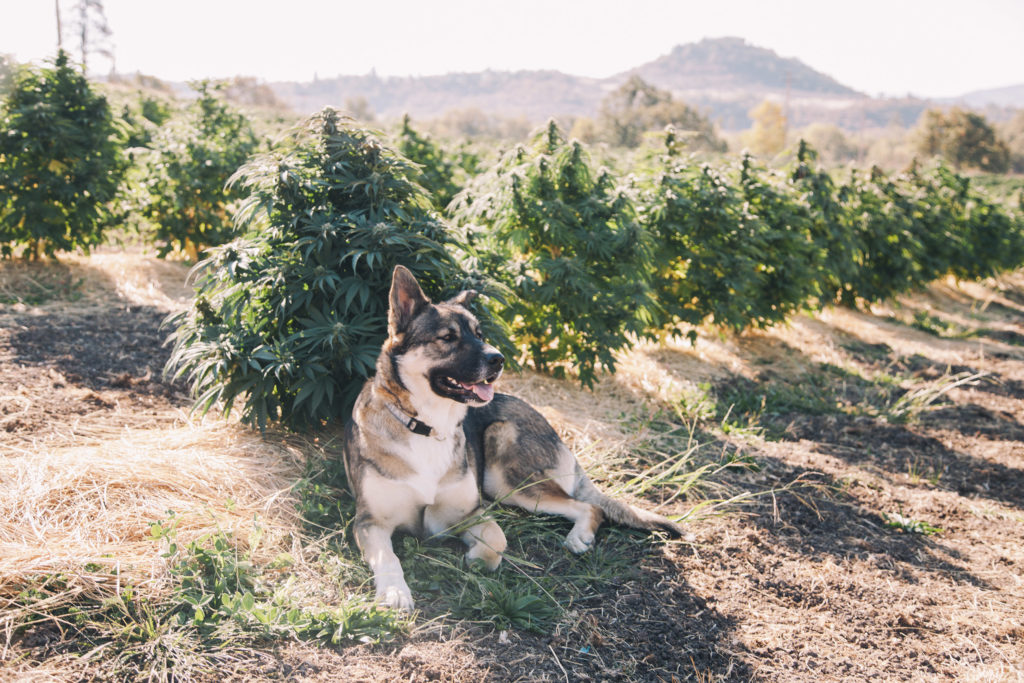 A dog sat in a field of cannabis plants