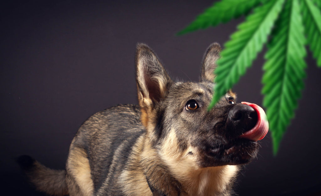 A dog licking his nose and looking at a cannabis plant