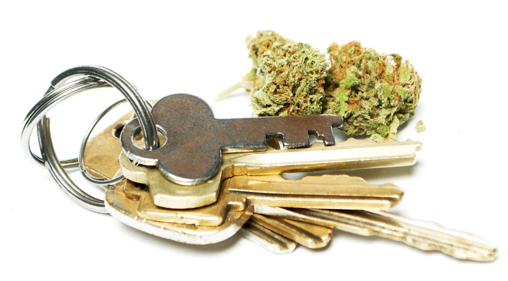 A bunch of keys next to two cannabis buds