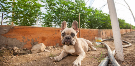 Eine französische Bulldogge, die draußen auf dem Boden liegt