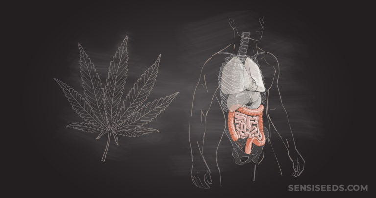 How Does Cannabis Affect The Digestive System? - Sensi Seeds