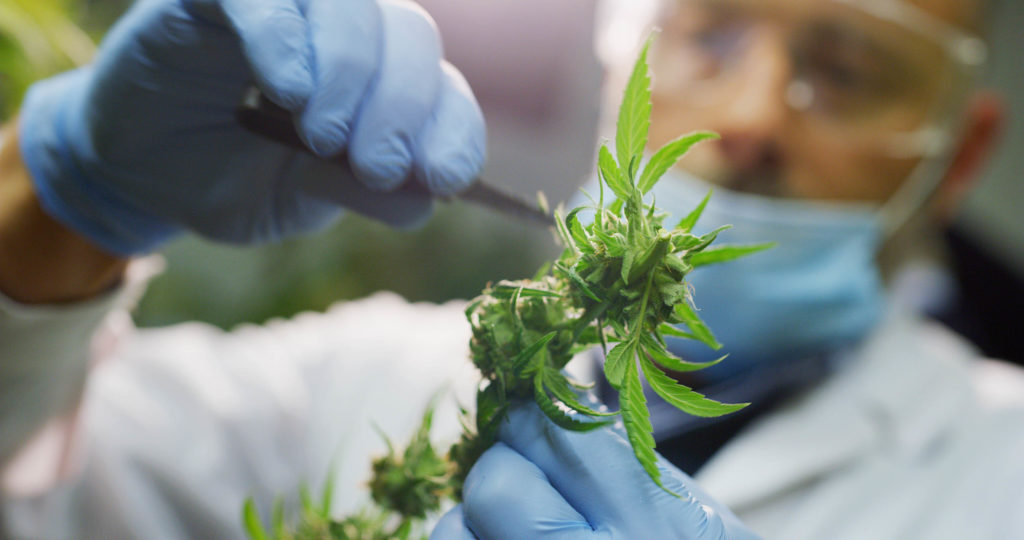 Homme en manteau blanc et gants bleus coupant une plante de cannabis