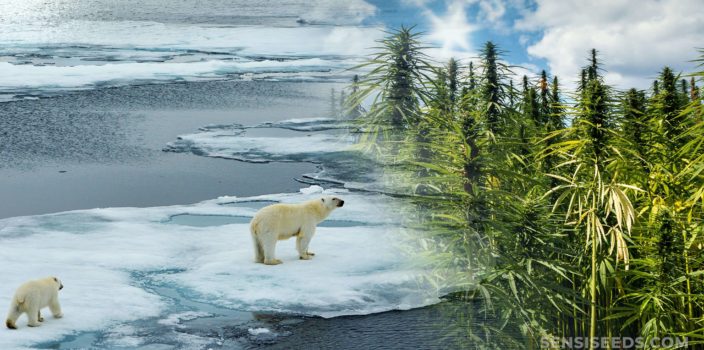 Dos osos polares caminando a través del hielo de fusión y un campo de las plantas de cannabis.