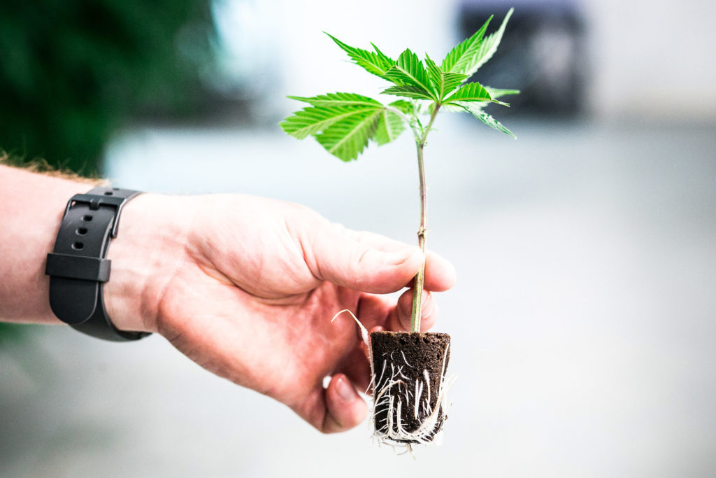 A person with a black watch holding a cannabis seedling in a soil