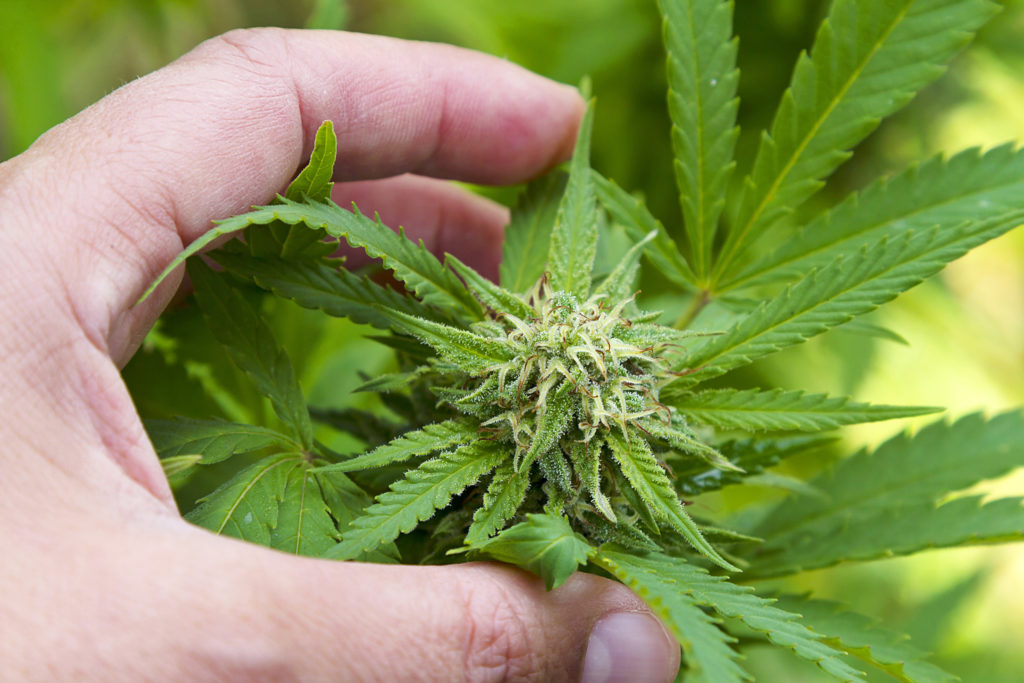 Person holding a cannabis flower