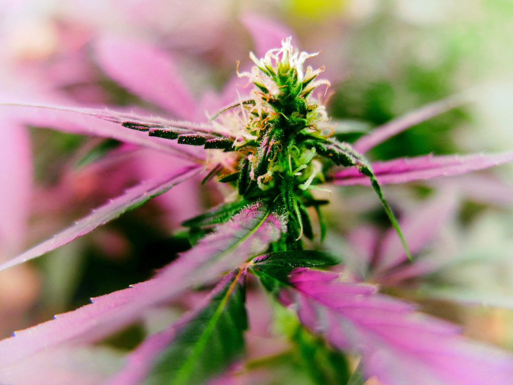 Purple and green cannabis flower closeup