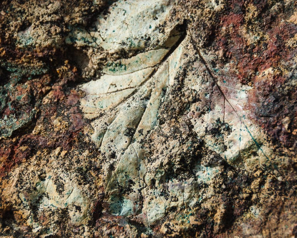 A cannabis fossil on the ground