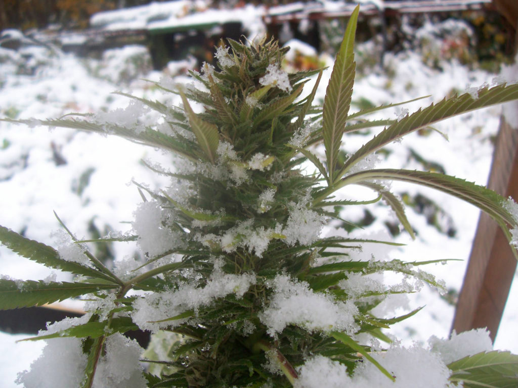 How To Grow Cannabis In Winter Sensi Seeds