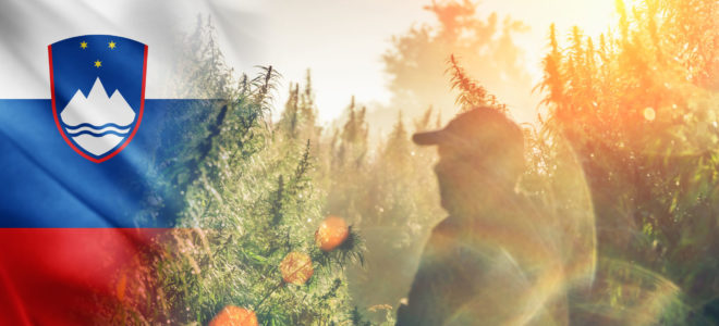 The Slovenian flag and the silhouette of a man in a field of cannabis plants