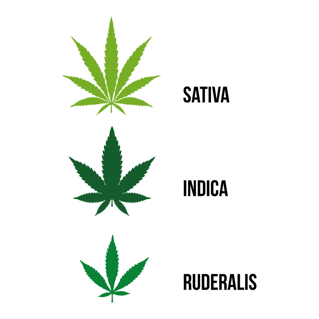 Ilustración de hojas de sativa, indica y ruderalis