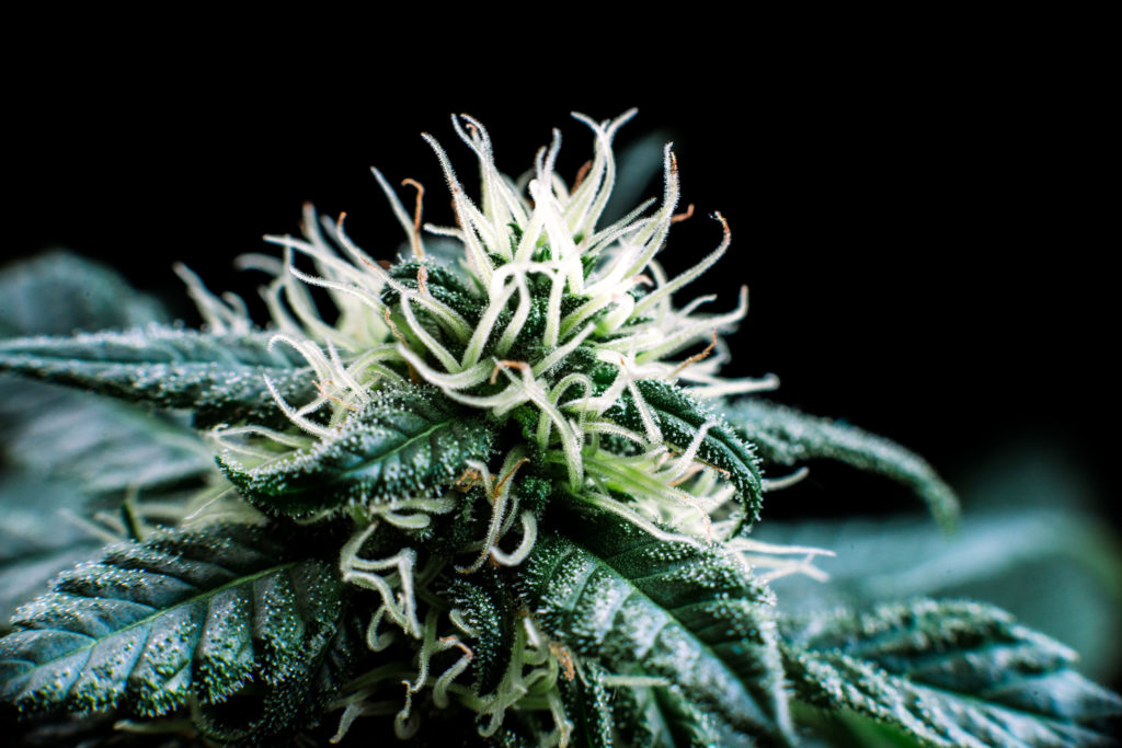 A cannabis plant close-up against the dark background