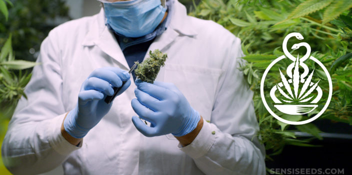Un médico con guantes y una máscara con un capullo de cannabis.