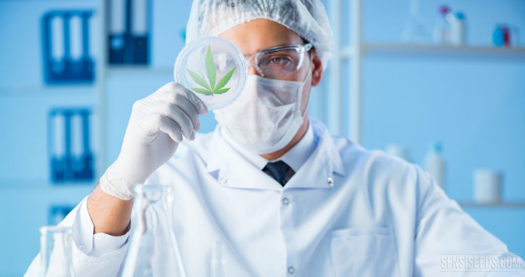 A man in medical suit holding a petri dish with a cannabis leaf