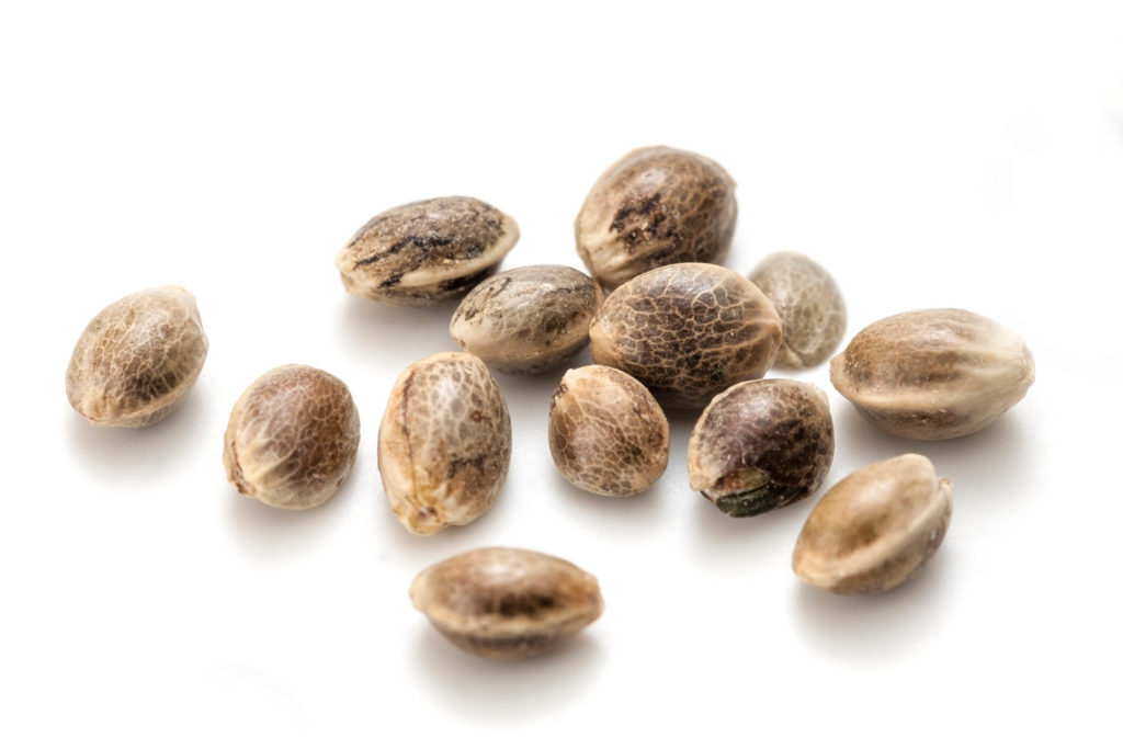 Scattered cannabis seeds against the white background