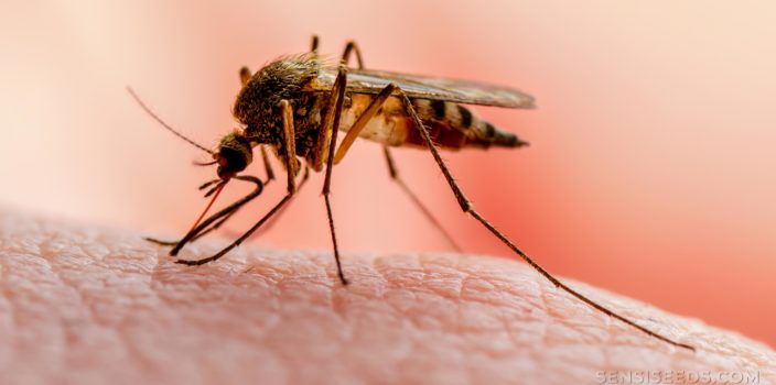 Un mosquito listo para morder