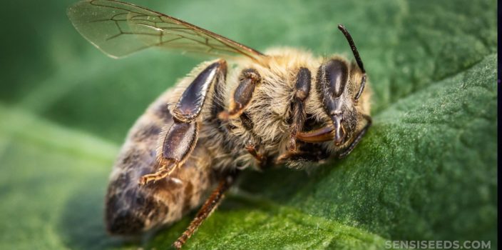 Una abeja que descansa sobre una hoja