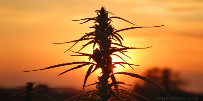 Una planta de cannabis contra una puesta de sol.