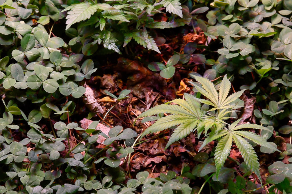 Clover camouflaging cannabis plants on the ground