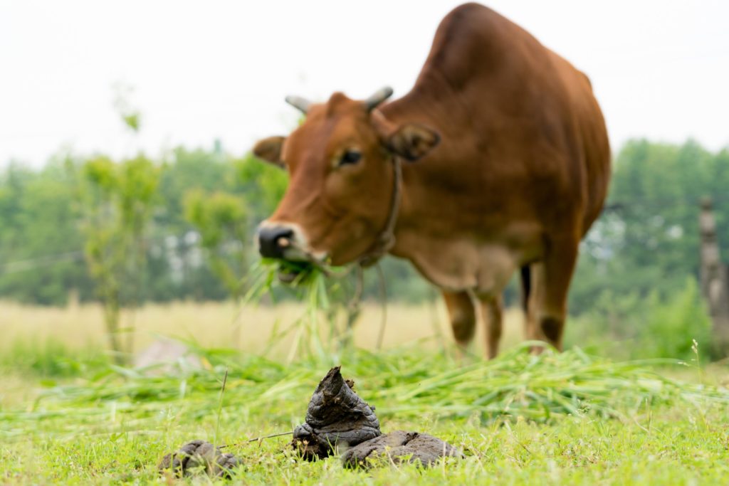 Cow y un estiércol de vaca en un campo