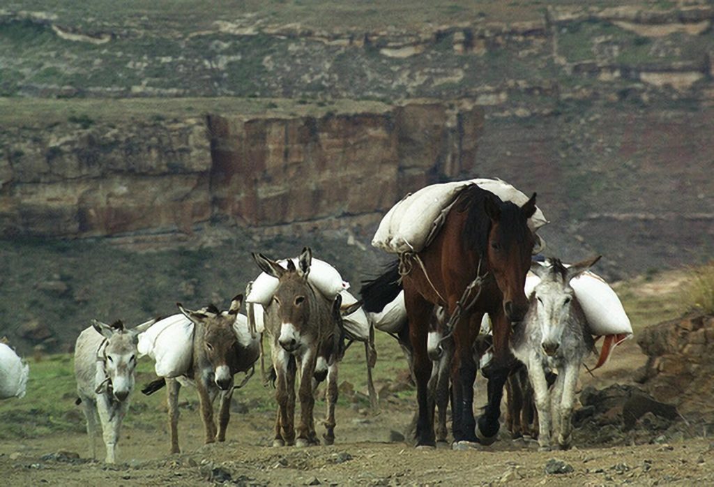 Cuatro burros y un caballo marrón llevando sacos blancos en sus espaldas.