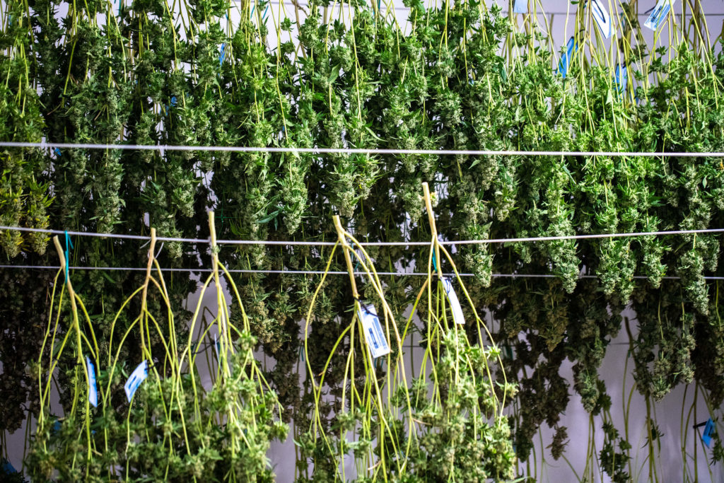 Cannabis plants hang upside-down to dry