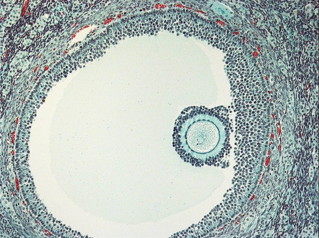 Een microscopisch beeld van een eicel