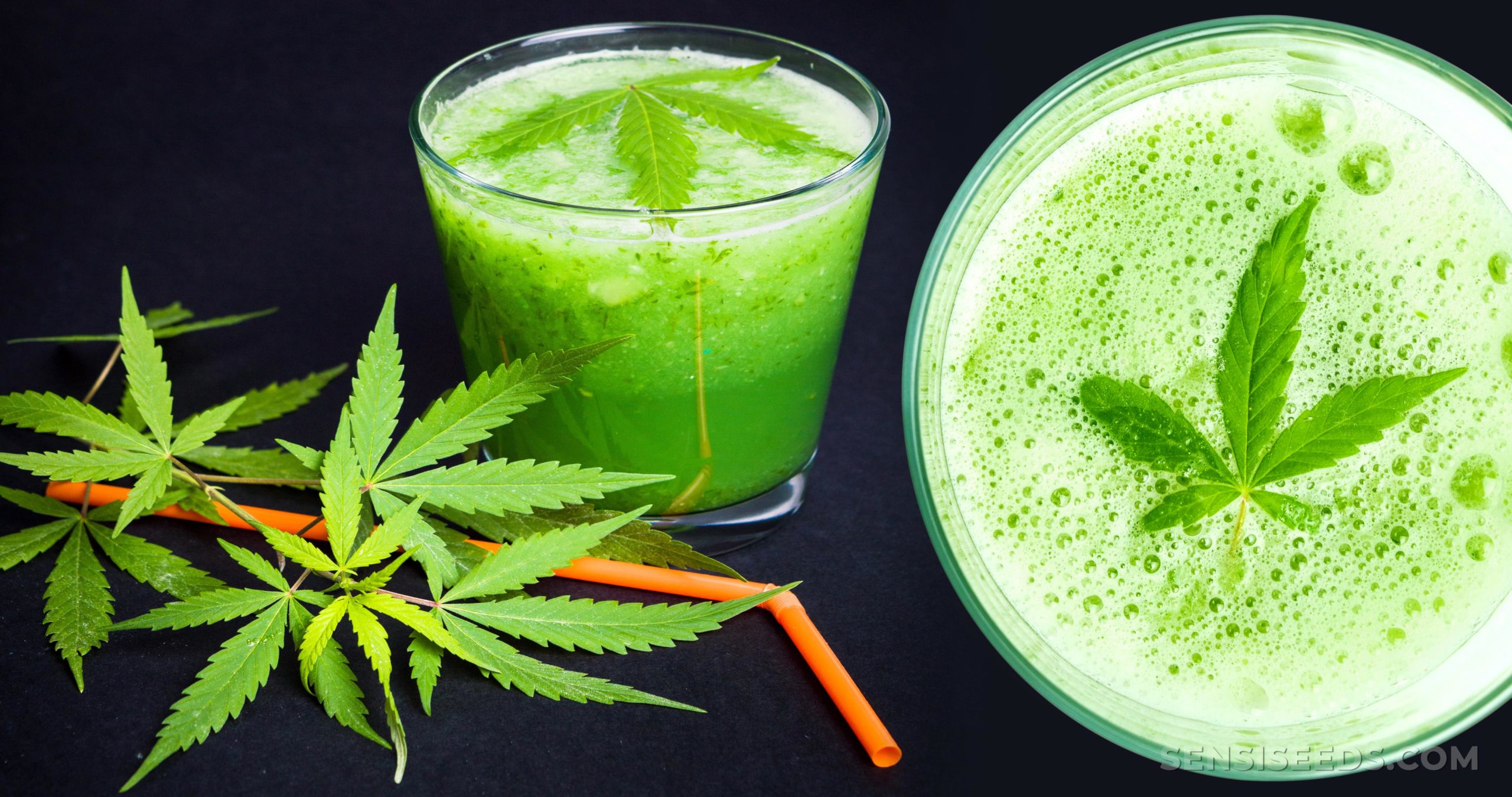 Jus de cannabis brut : bienfaits et fonctionnement - Sensi Seeds