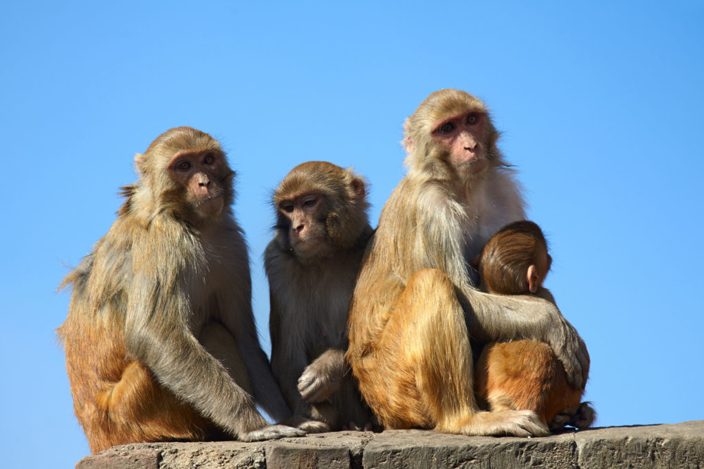 Three female rhesus monkeys and a baby rhesus monkey