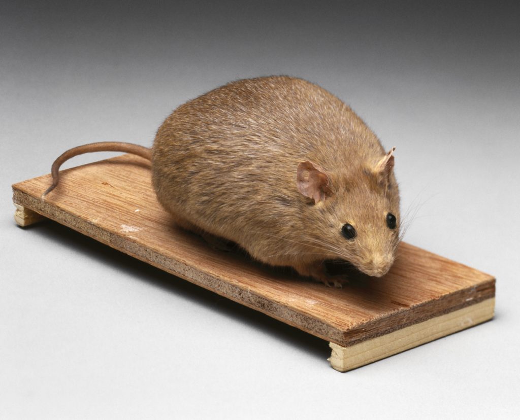 Un ratón marrón obeso en un pequeño tablón de madera