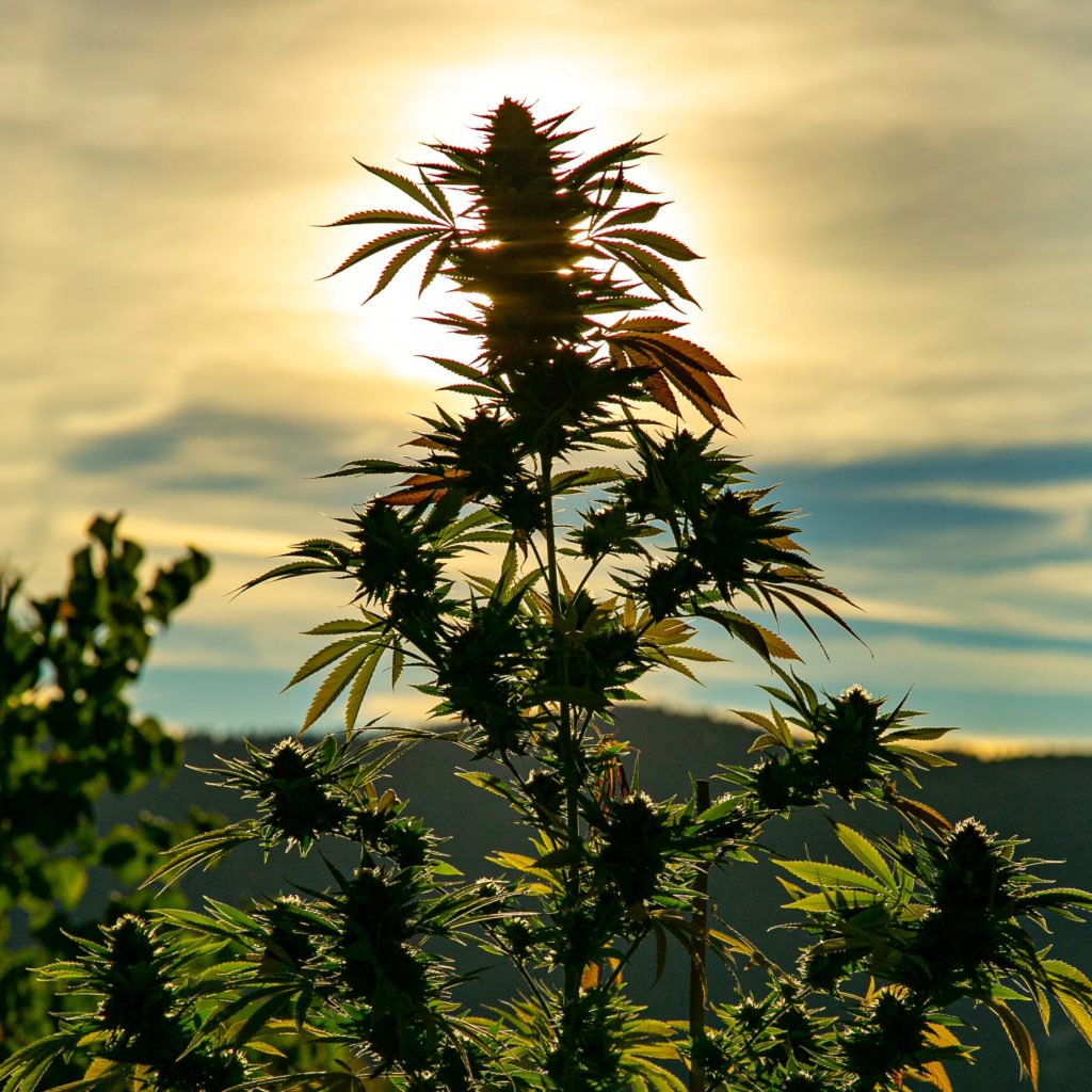 Une plante de cannabis contre le coucher de soleil