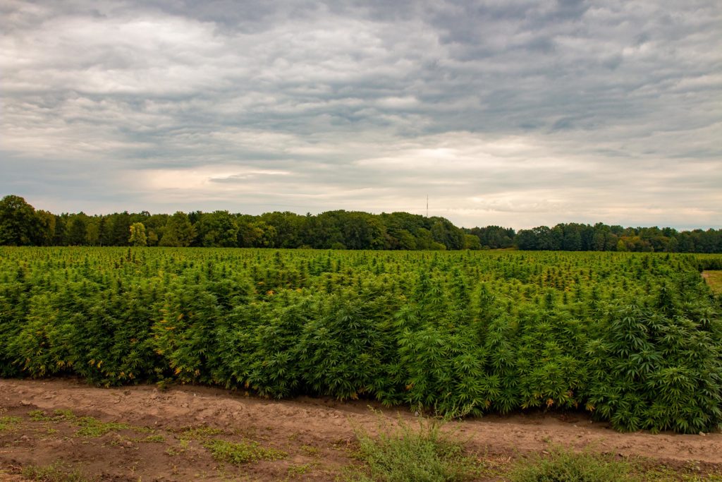 Un campo de plantas de cannabis.