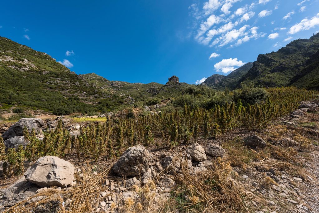 Plantes de cannabis poussant sur le côté d'une montagne