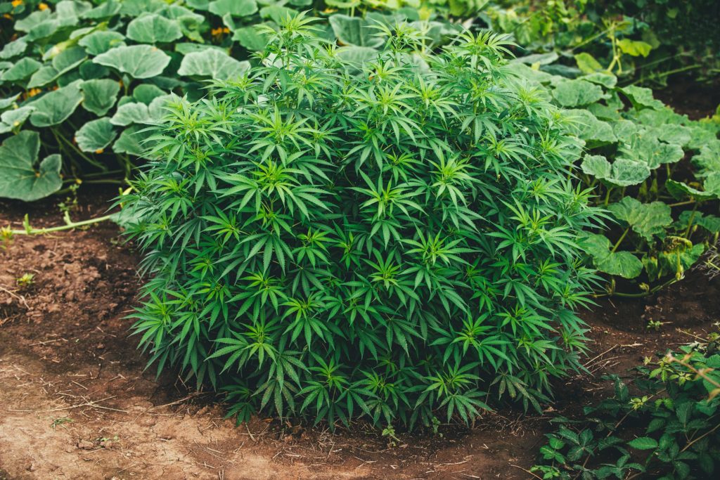 Un buisson de plantes de cannabis qui poussent à l'extérieur