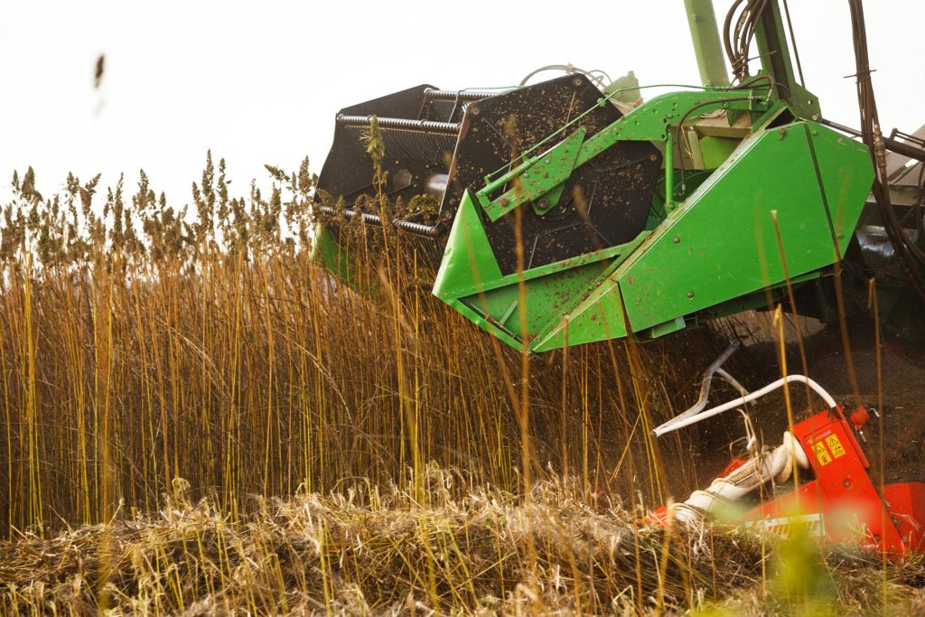 A machine harvesting hemp field