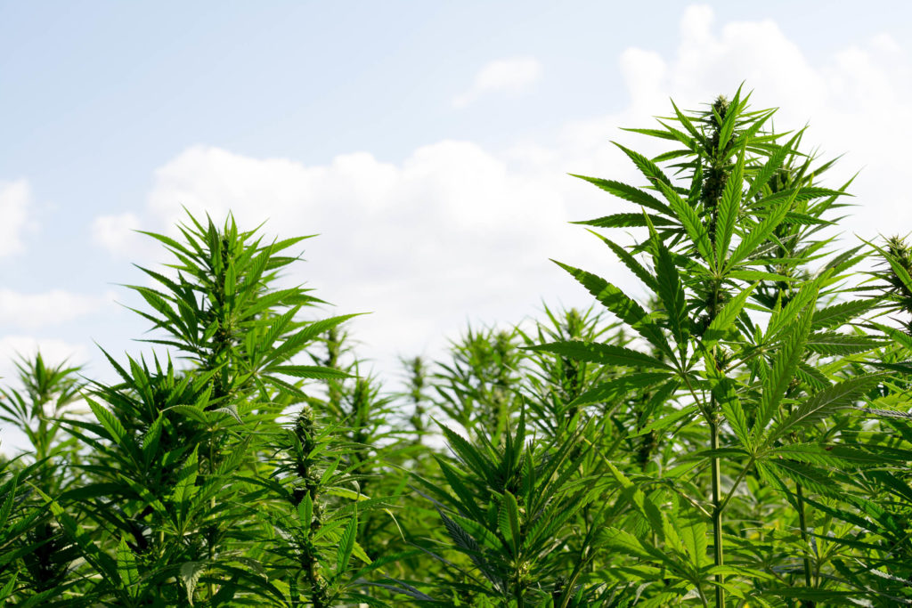 A field of hemp plants and a cloudy sky