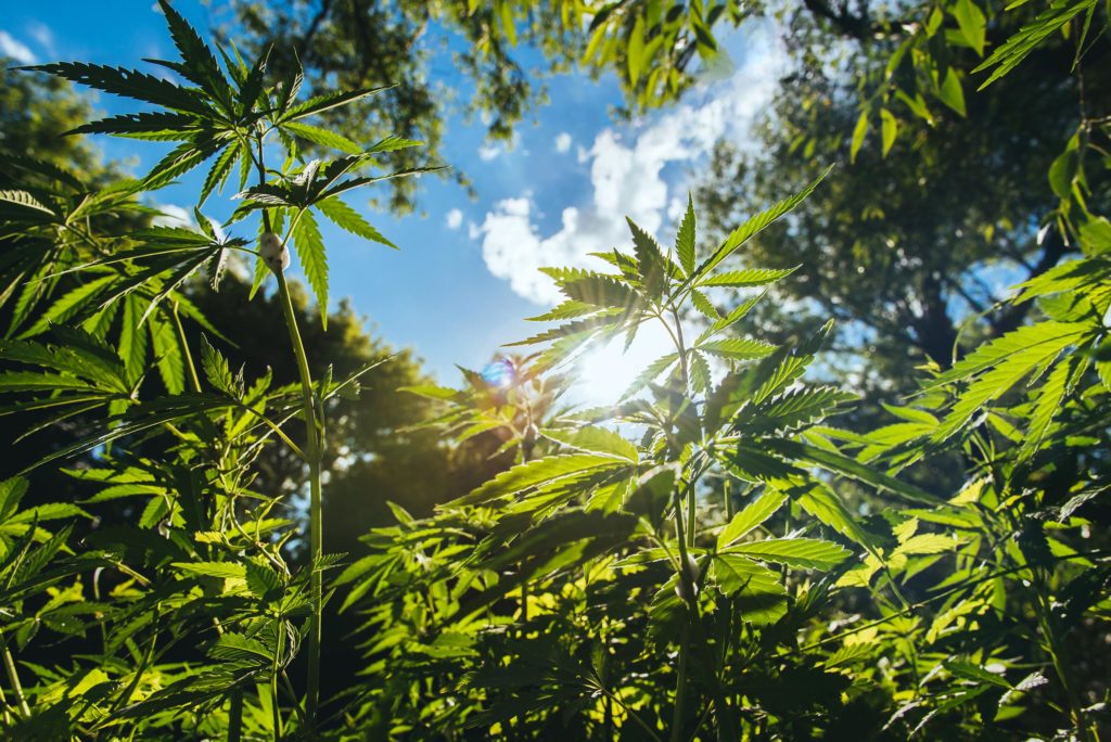 Un champ de plantes de chanvre et un ciel bleu avec des nuages